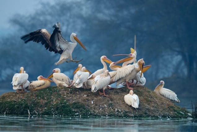 Great white pelicans gathered on a small grassy island, one landing with its wings spread