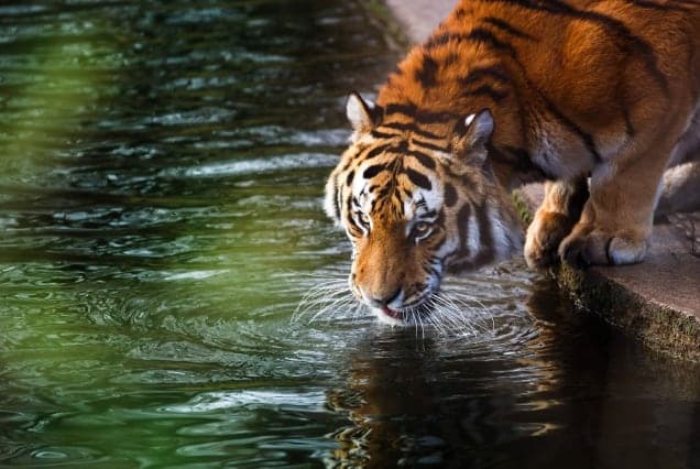 A tiger crouched at the water's edge, drinking from a green pool