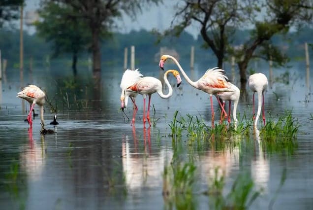 Greater flamingos feeding in shallow water among reeds