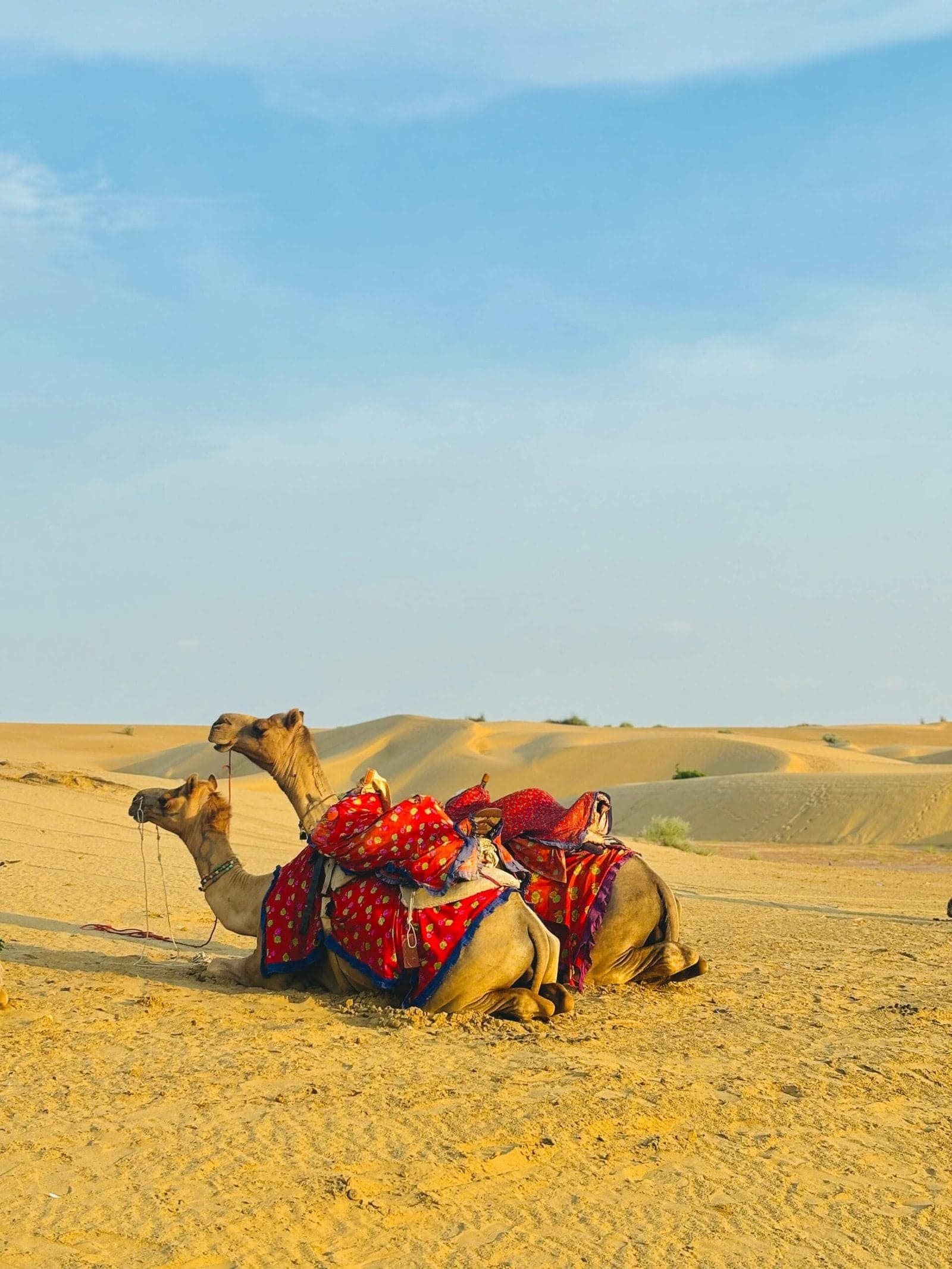 Two camels in red saddle blankets resting on sand dunes