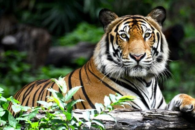 A tiger resting behind a fallen log in dense green forest