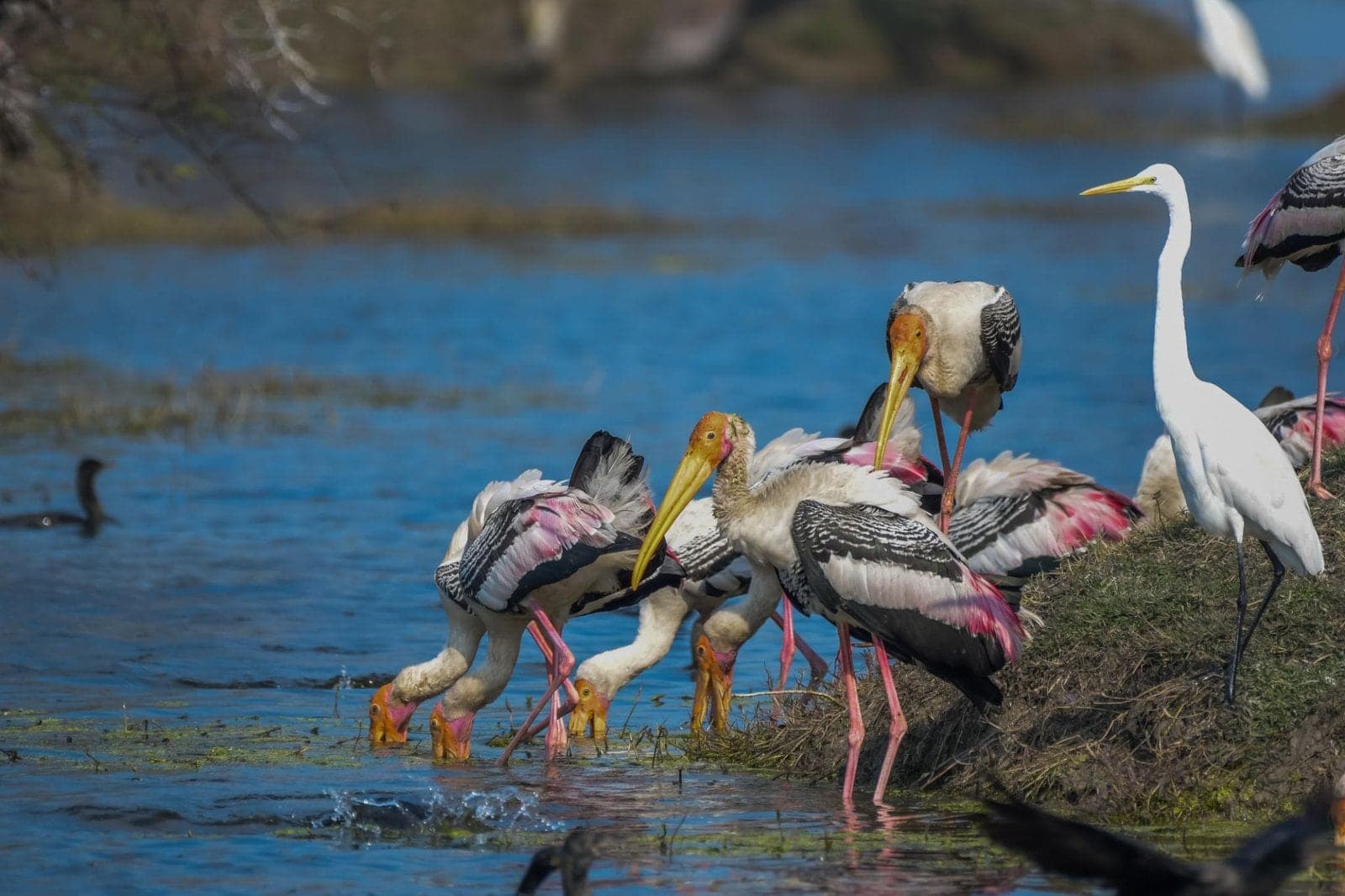 Painted storks and a great egret feeding at the water's edge