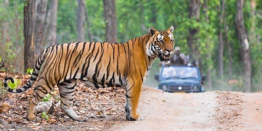 A tiger crossing a dusty forest track in front of a safari jeep